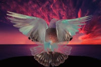 a pigeon with wings spread out in front of a sunset