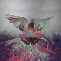 an image of a pigeon flying in the sky