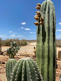 a cactus in the desert